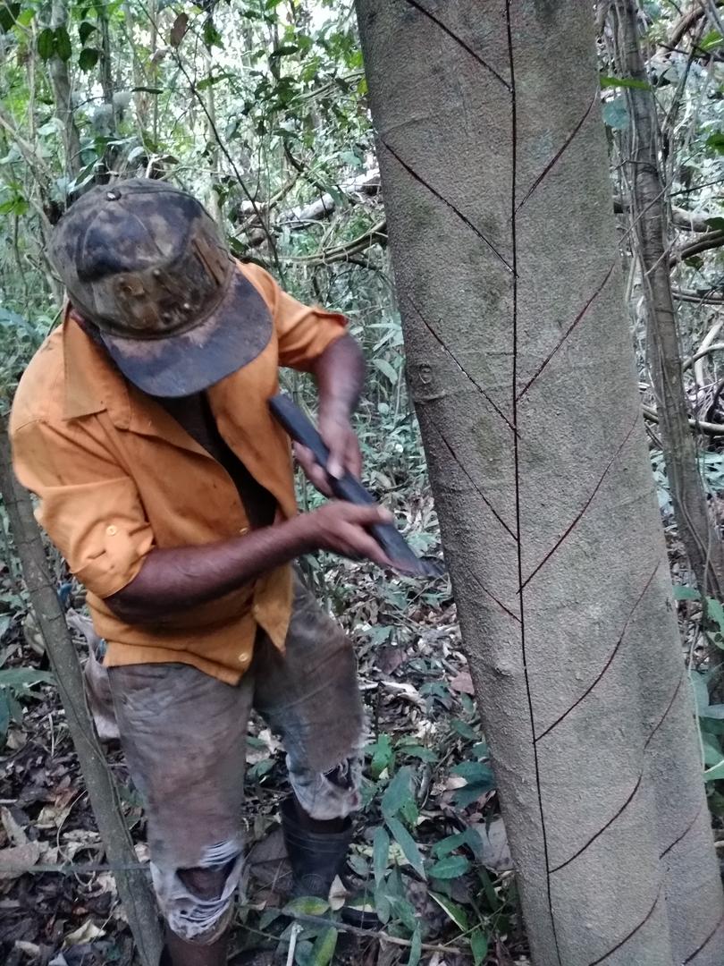 A Encantos da Floresta foi uma das duas Startups do Acre que foram selecionadas para fazer parte do PPBIO, Programa Prioritário de Bioeconomia.