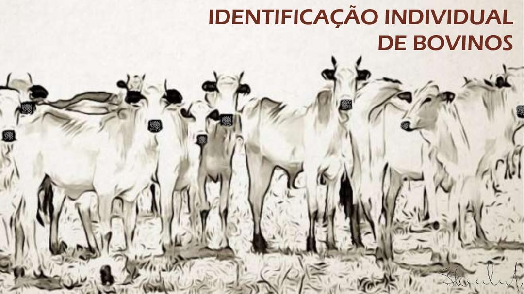 Texto por ChatGPT (Open AI)  | Solução de Identificação Bovina por Biometria do Espelho Nasal - My Pet Scan