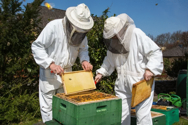 Em época de Inteligência Artificial, sejamos todos apicultores 